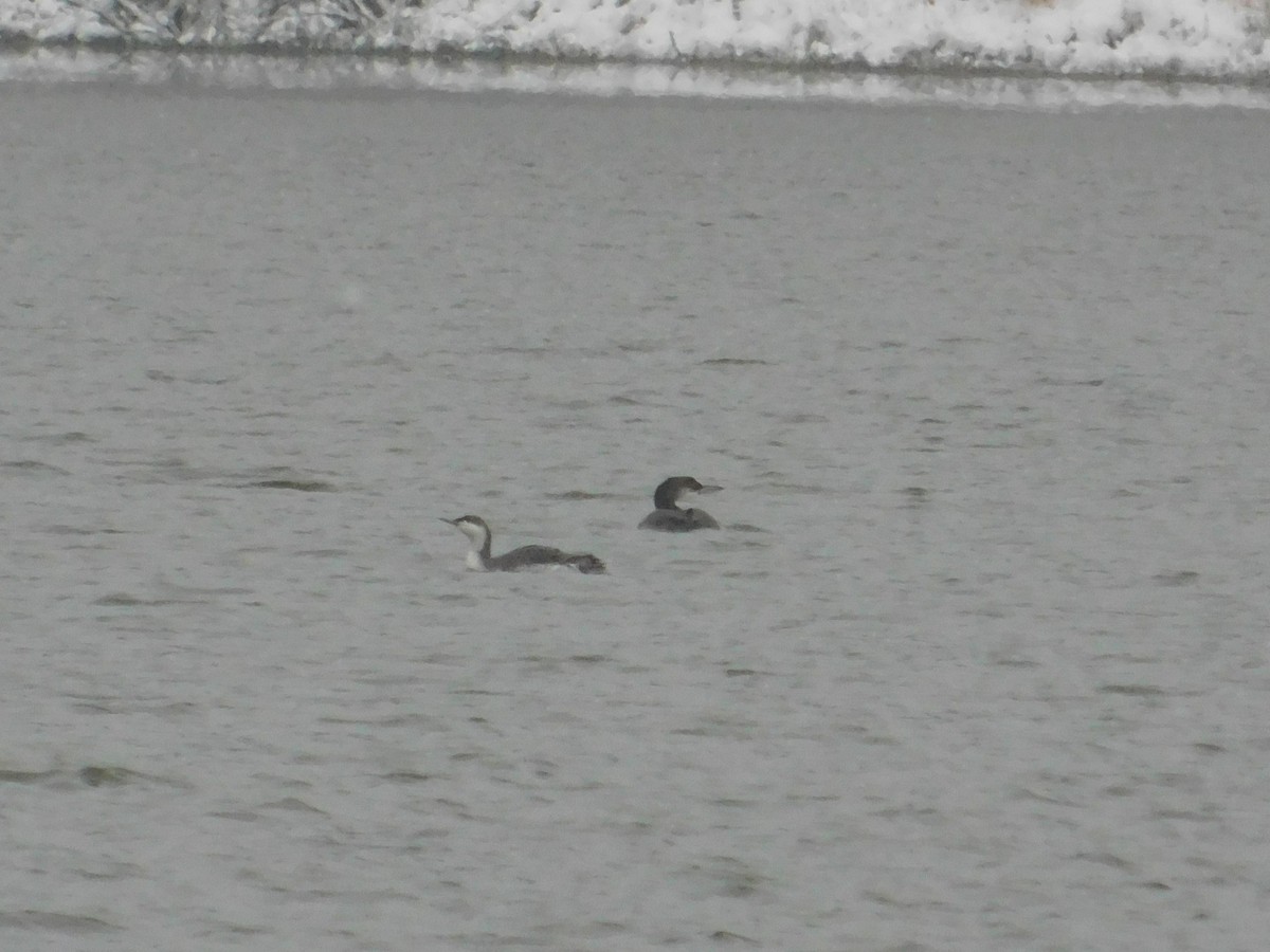 Red-throated Loon - ML626584383