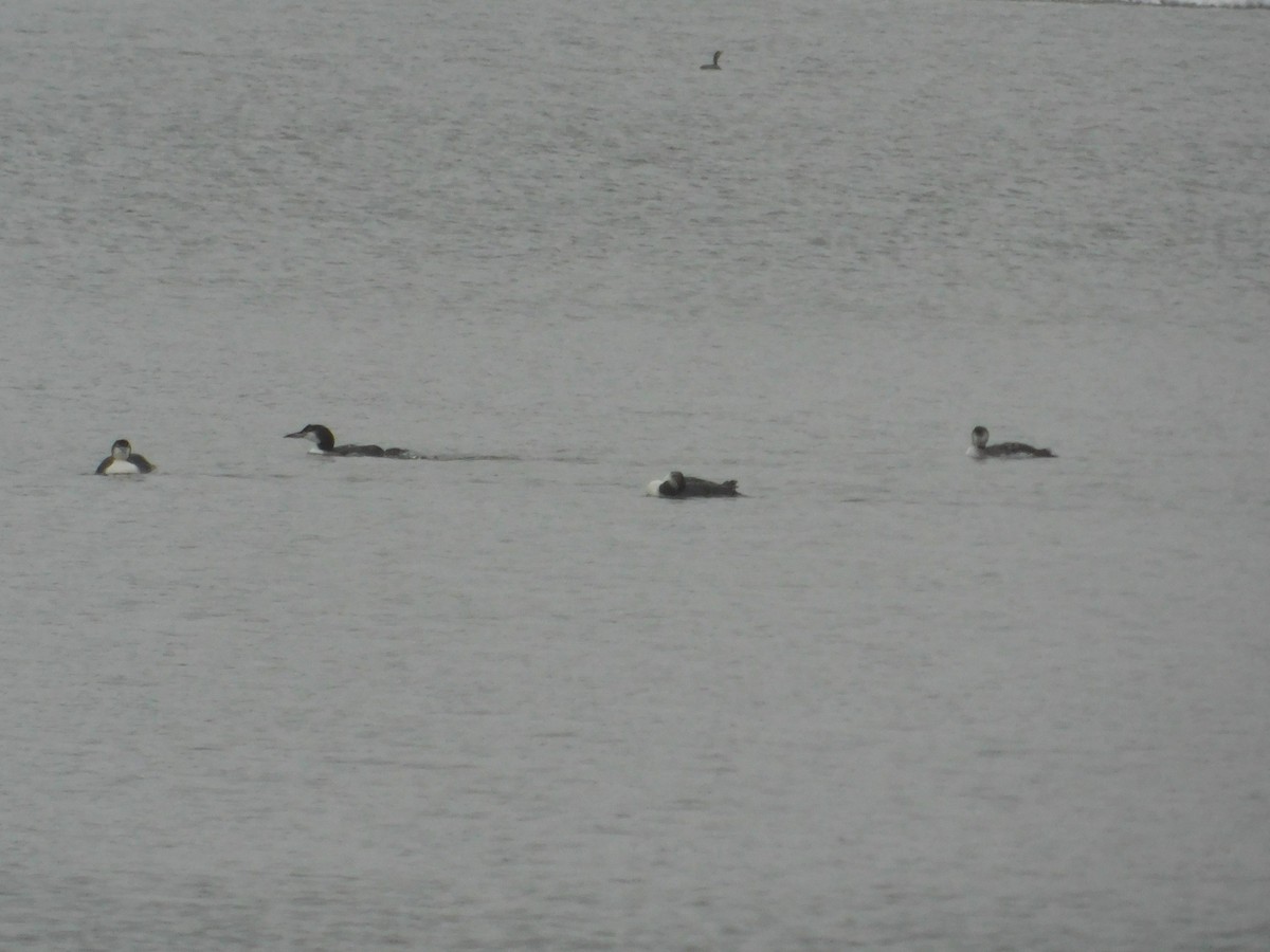 Common Loon - ML626584392