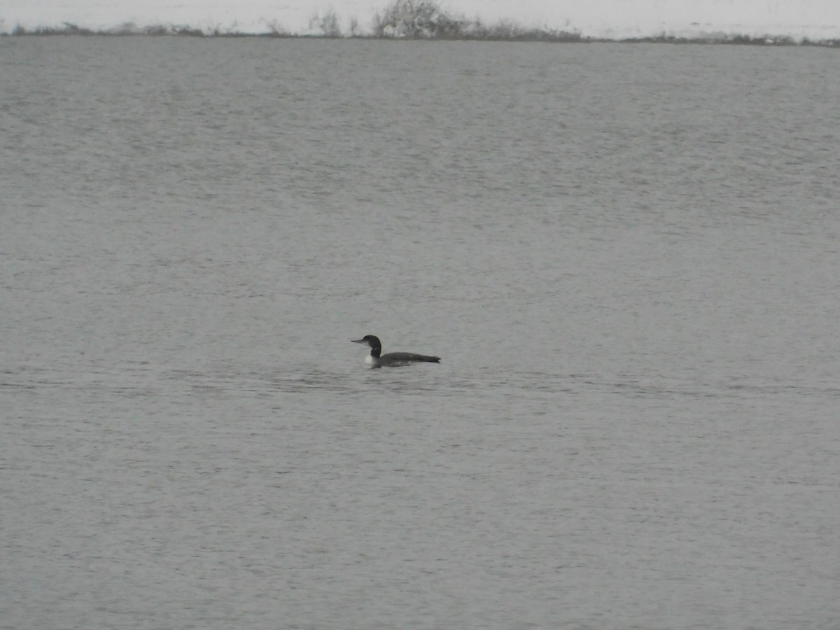Common Loon - ML626584393