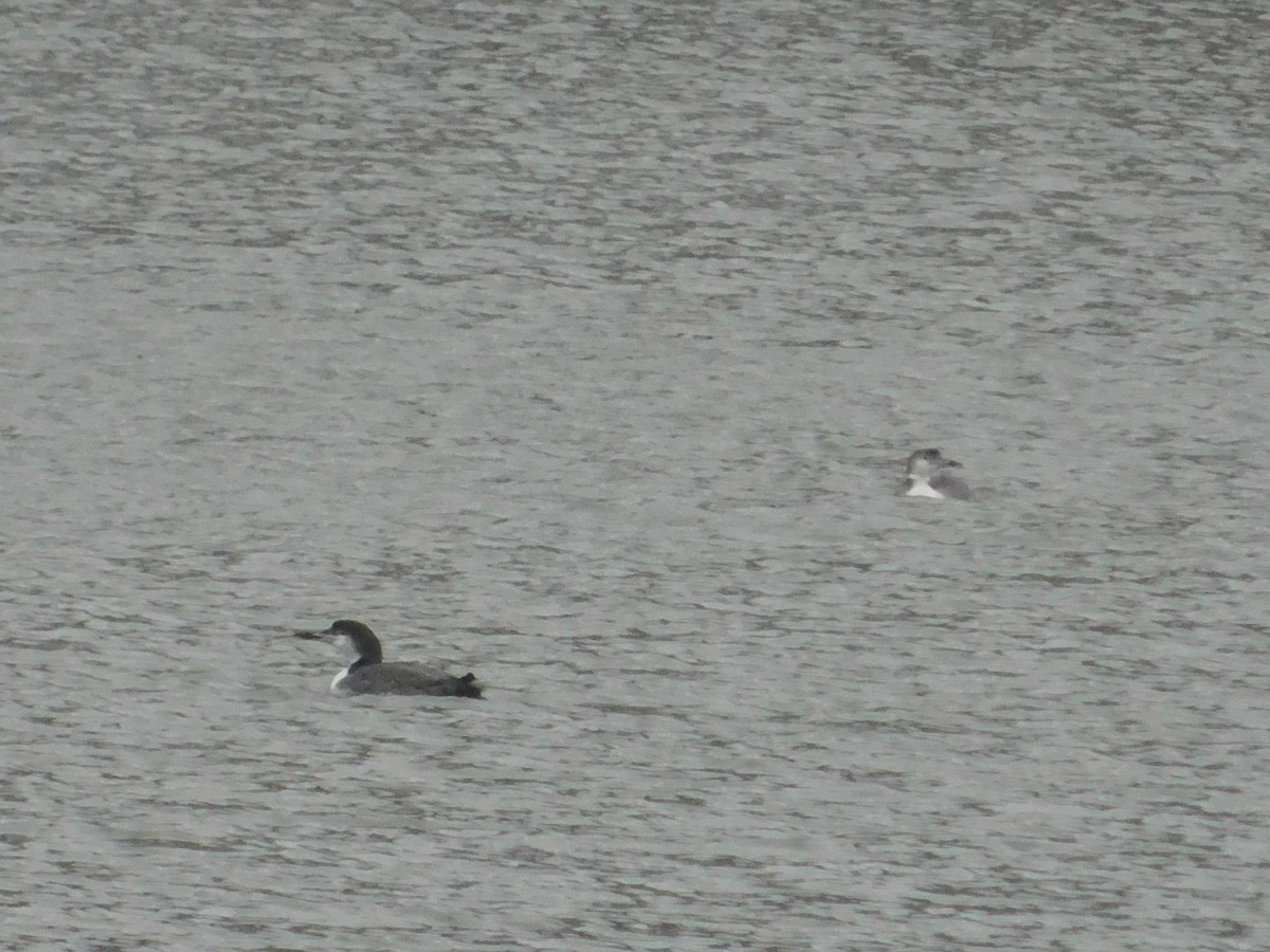 Common Loon - ML626584395