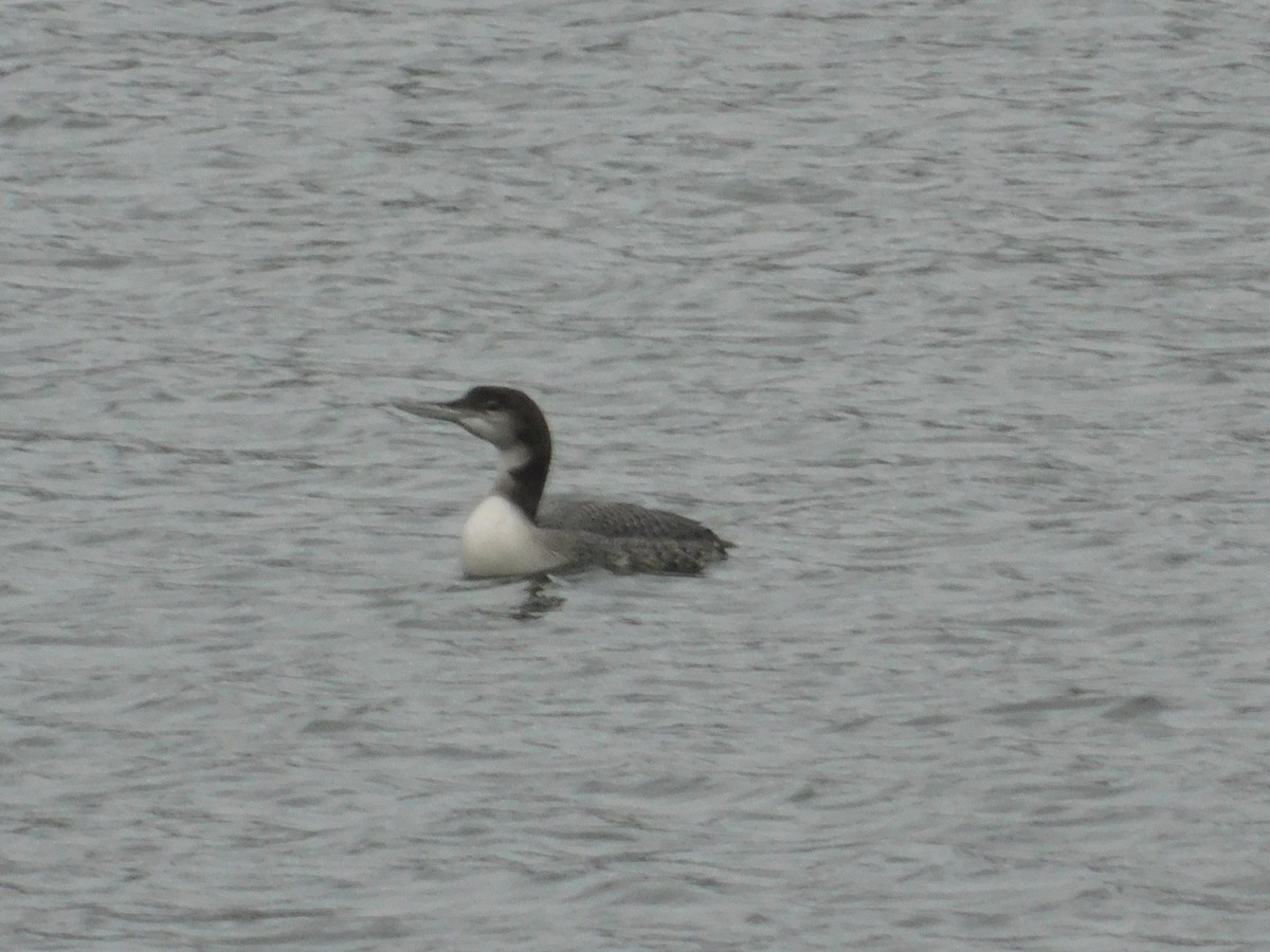 Common Loon - ML626584401