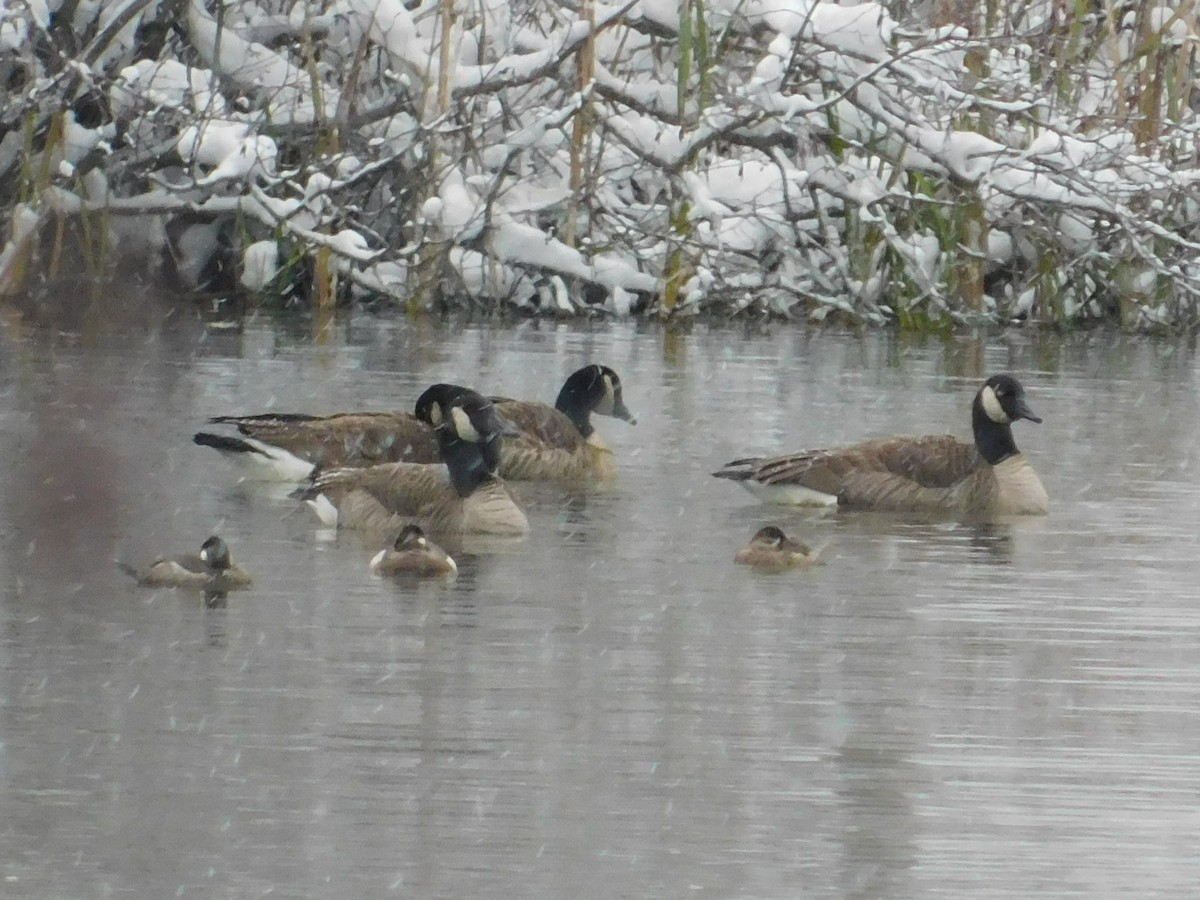 eBird Checklist - 22 Nov 2024 - Big Ditch Lake WMA - 20 species