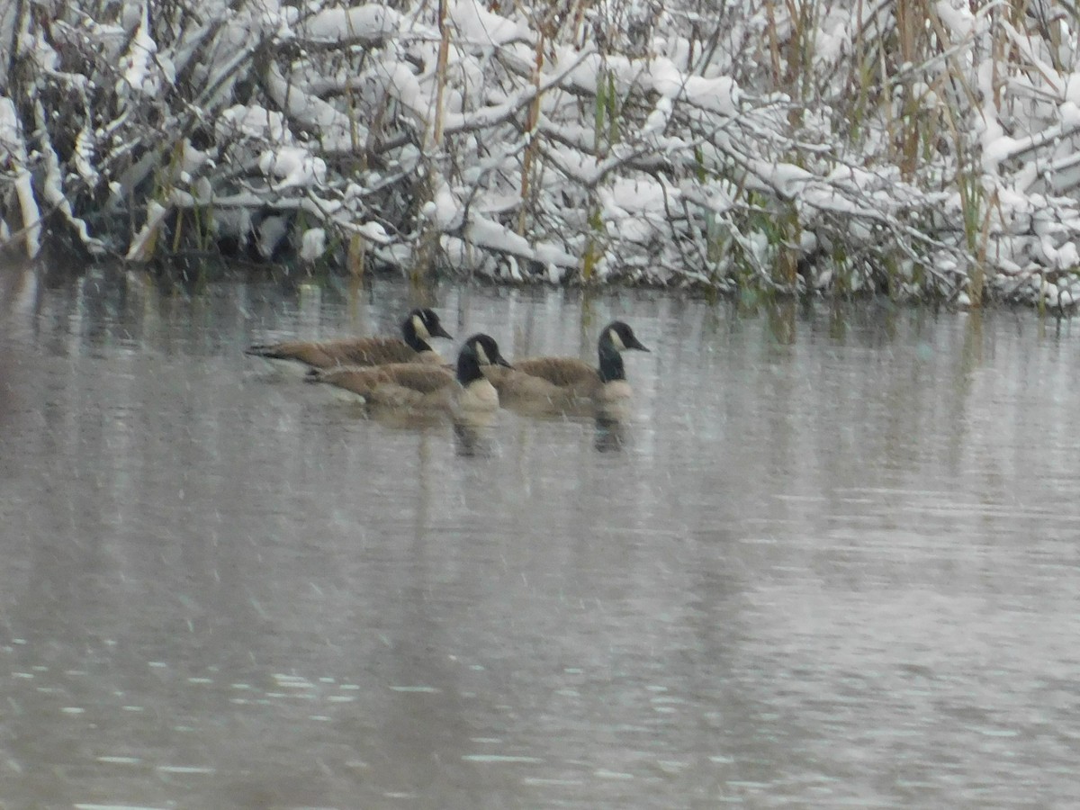 Canada Goose - ML626584422