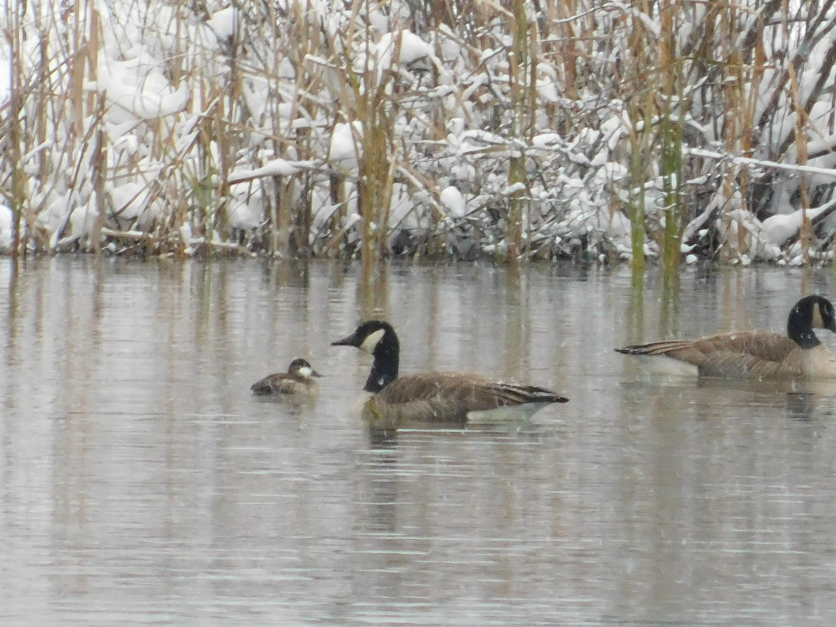 Canada Goose - ML626584426