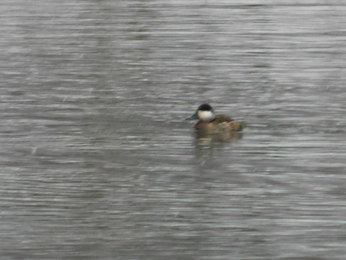 Ruddy Duck - ML626584431