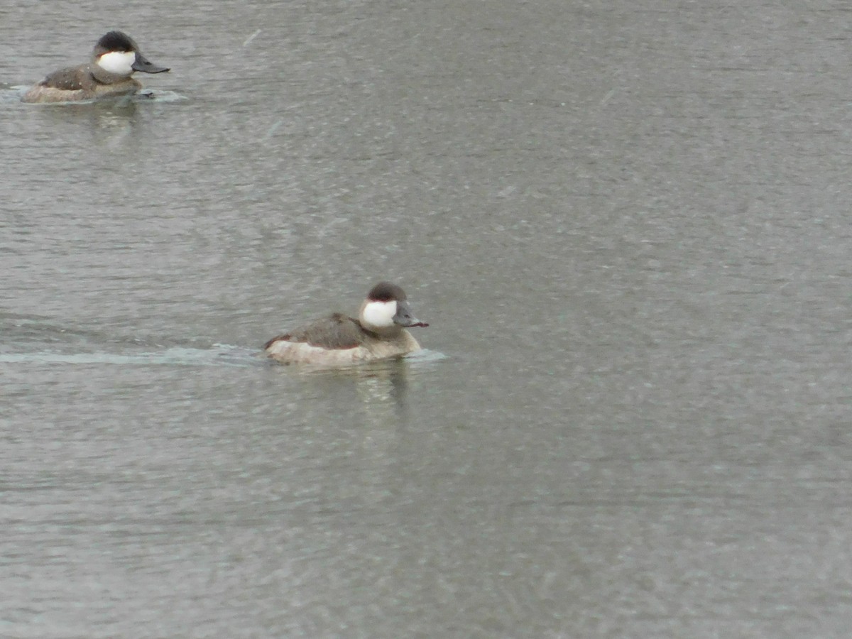 Ruddy Duck - ML626584434