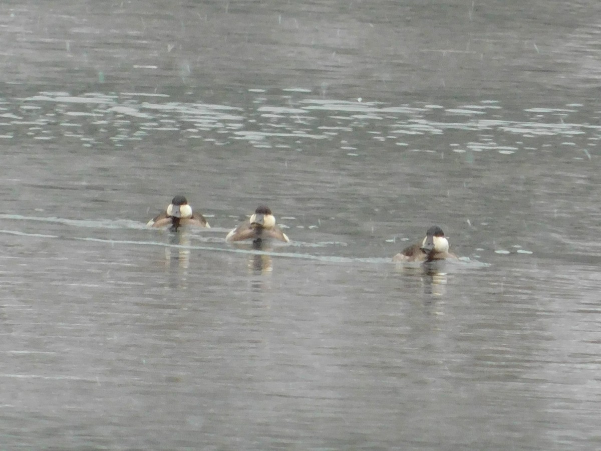 Ruddy Duck - ML626584436