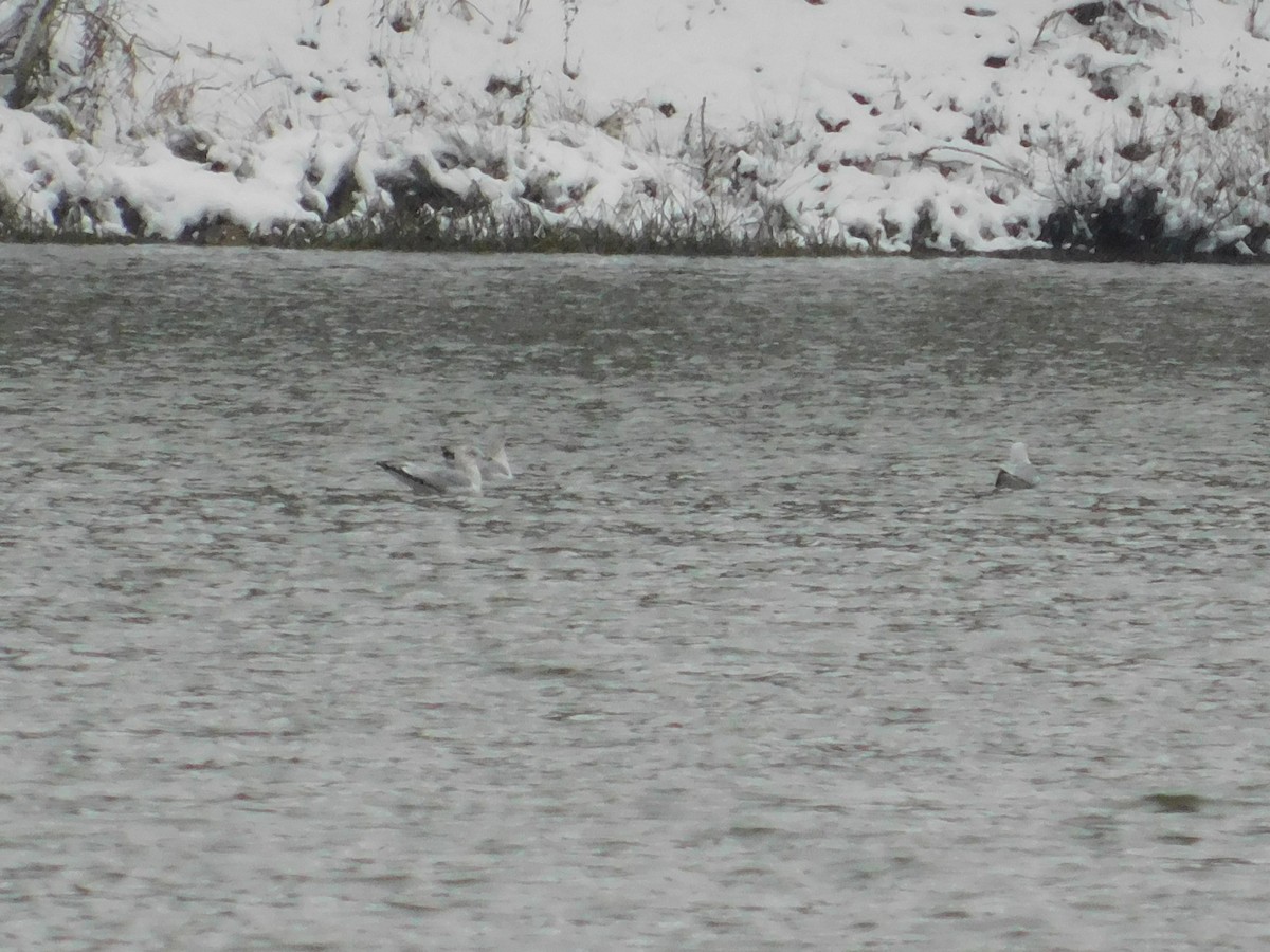 Ring-billed Gull - ML626584441