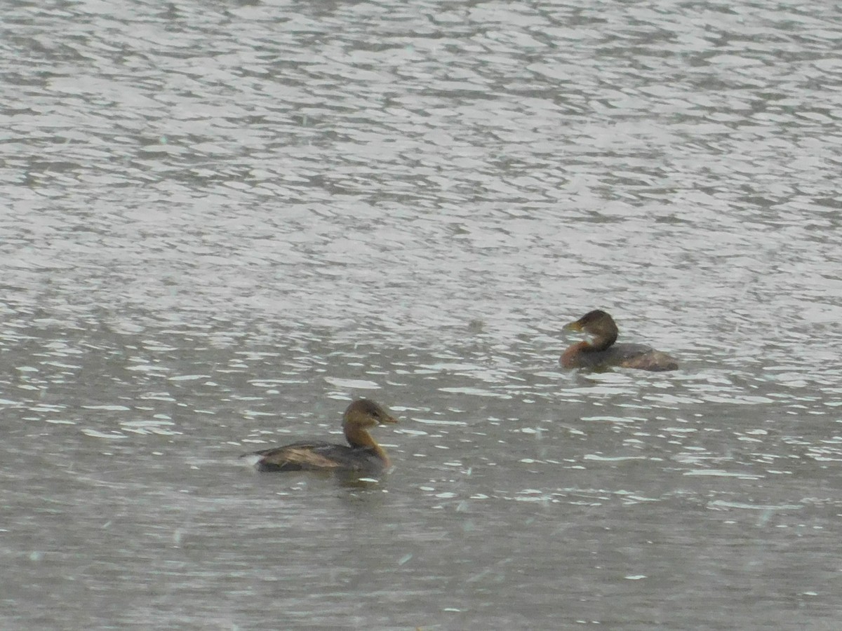 Pied-billed Grebe - ML626584445