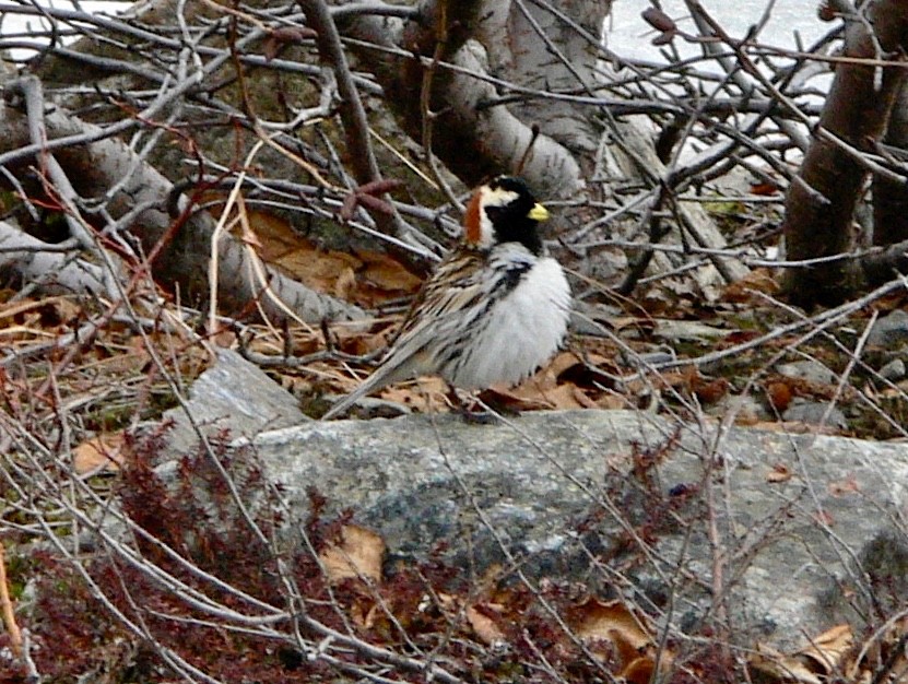 Lapland Longspur - ML626584450