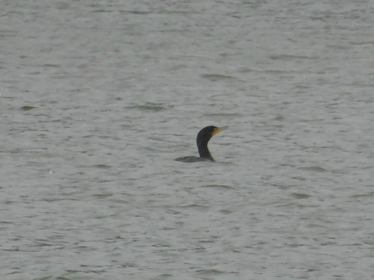 Double-crested Cormorant - ML626584467