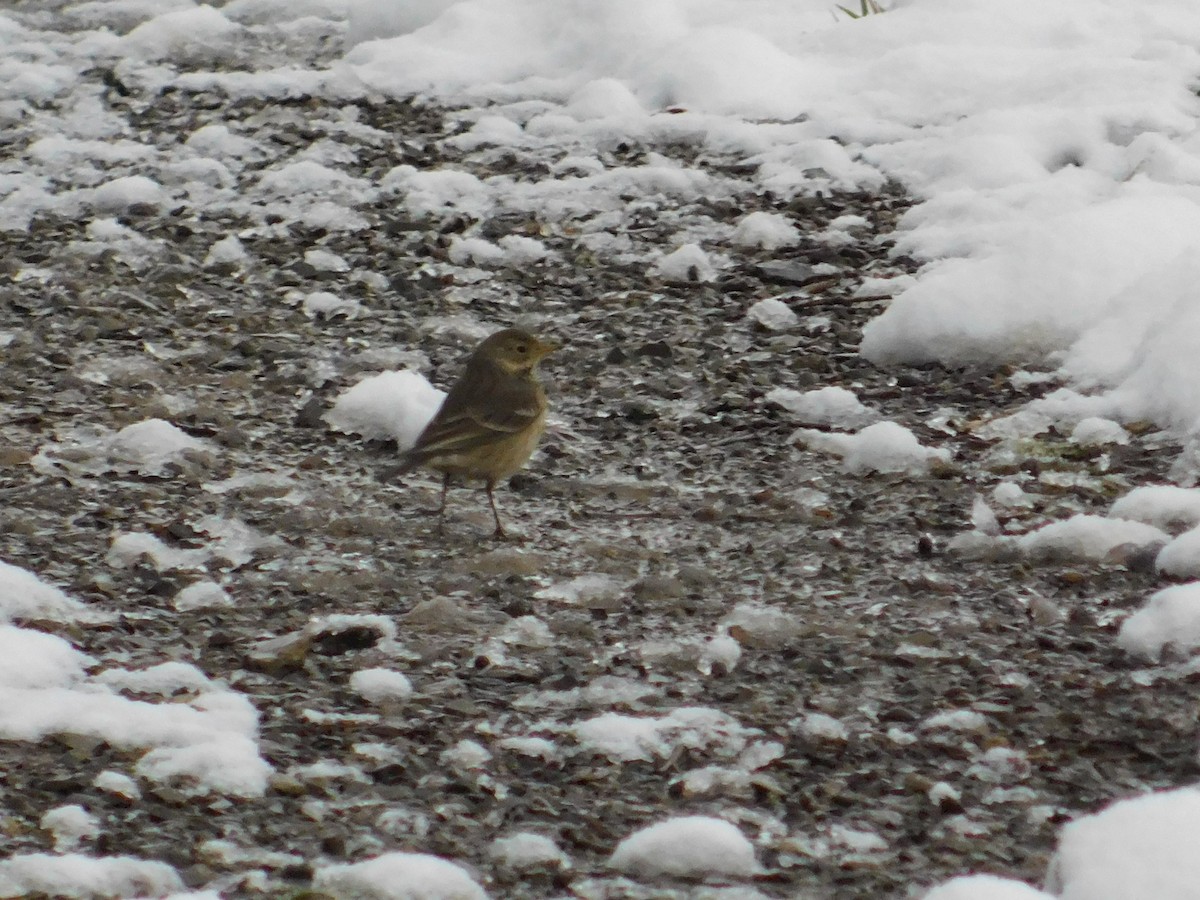 American Pipit - ML626584481