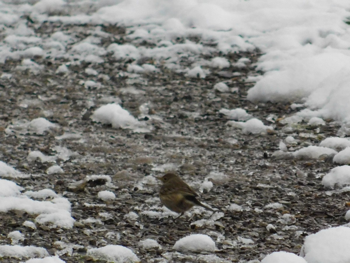 American Pipit - ML626584483