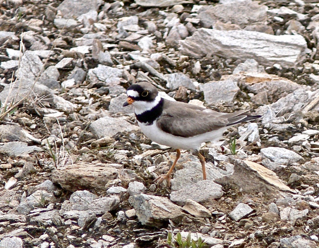 Semipalmated Plover - ML626584484