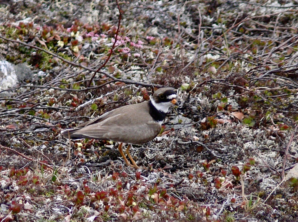 Semipalmated Plover - ML626584485