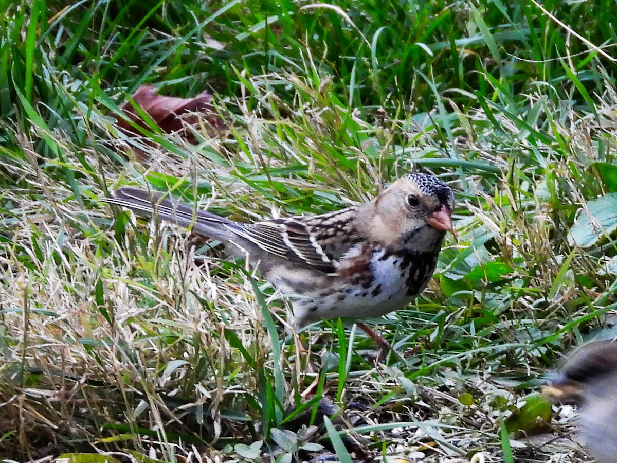 Harris's Sparrow - ML626584489