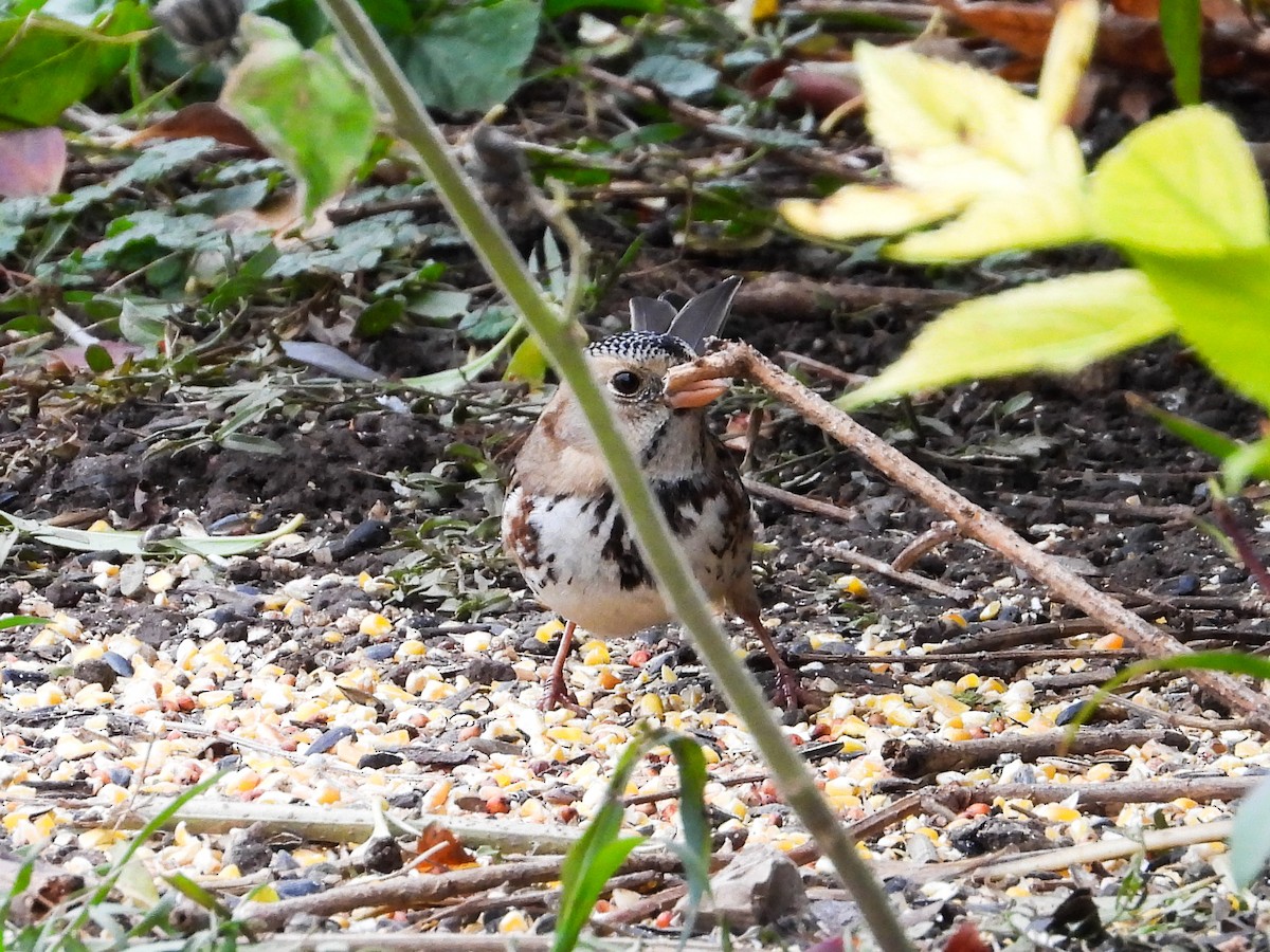 Harris's Sparrow - ML626584490