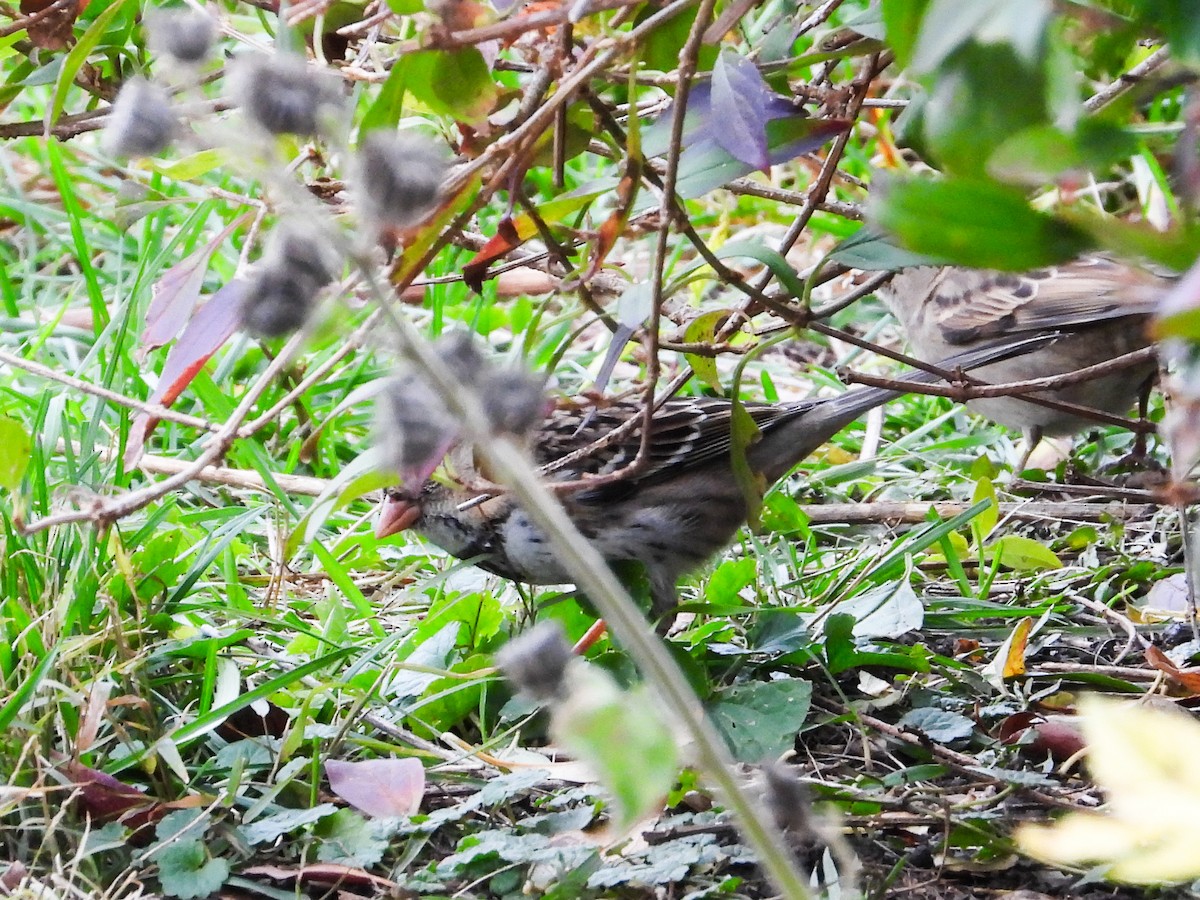 Harris's Sparrow - ML626584491