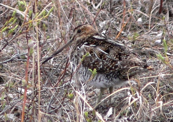 Wilson's Snipe - ML626584508