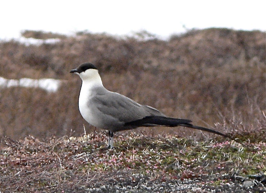 Long-tailed Jaeger - ML626584546