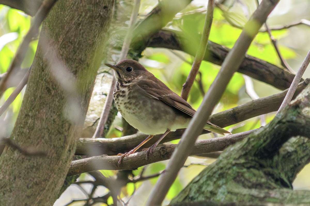 Gray-cheeked Thrush - ML626584550