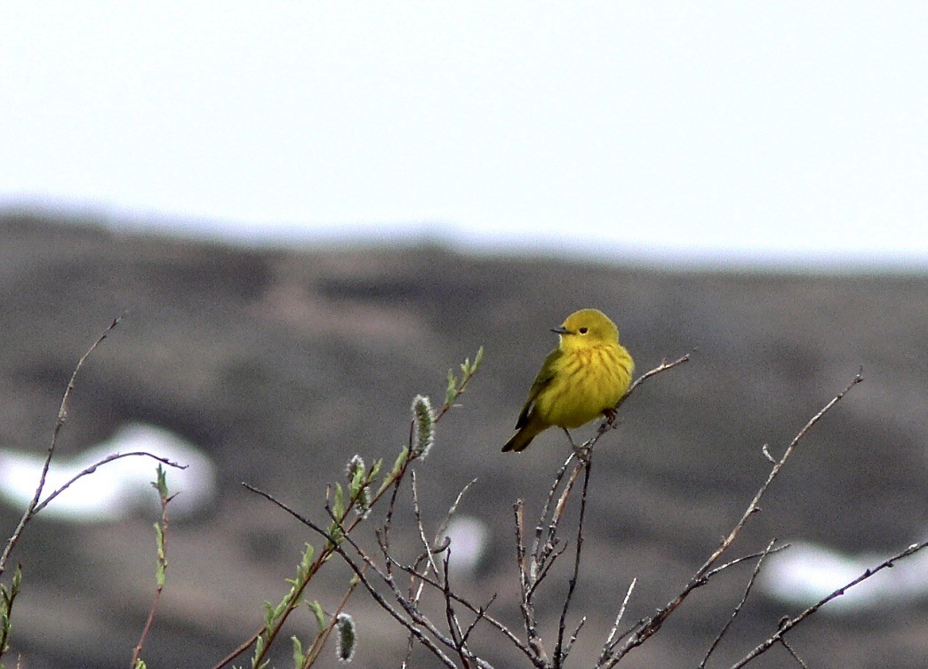 Yellow Warbler - ML626584556