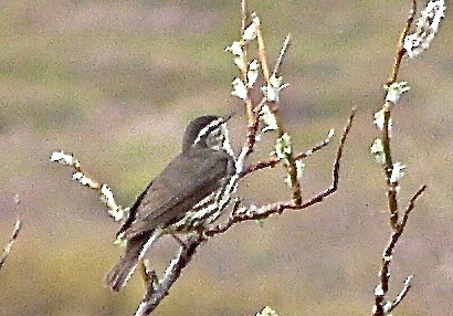 Northern Waterthrush - ML626584562