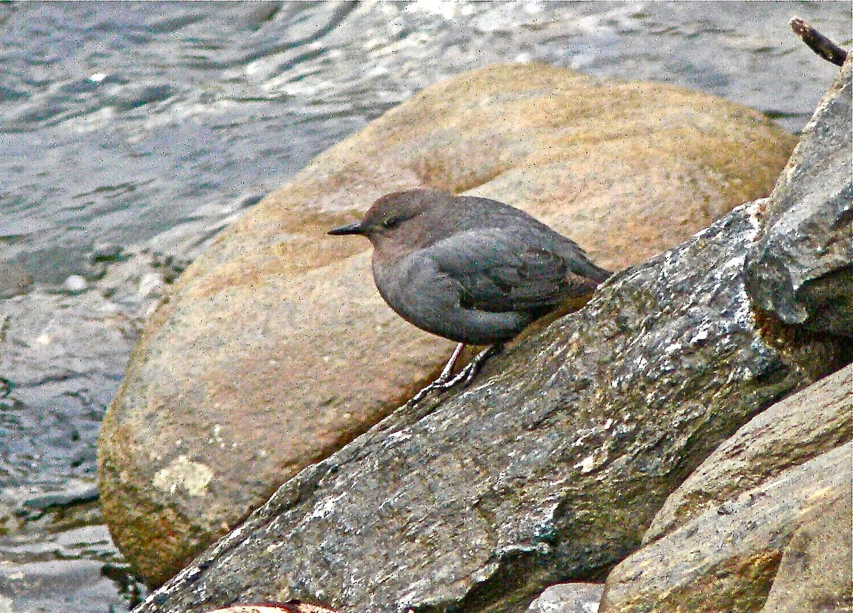 American Dipper - ML626584652