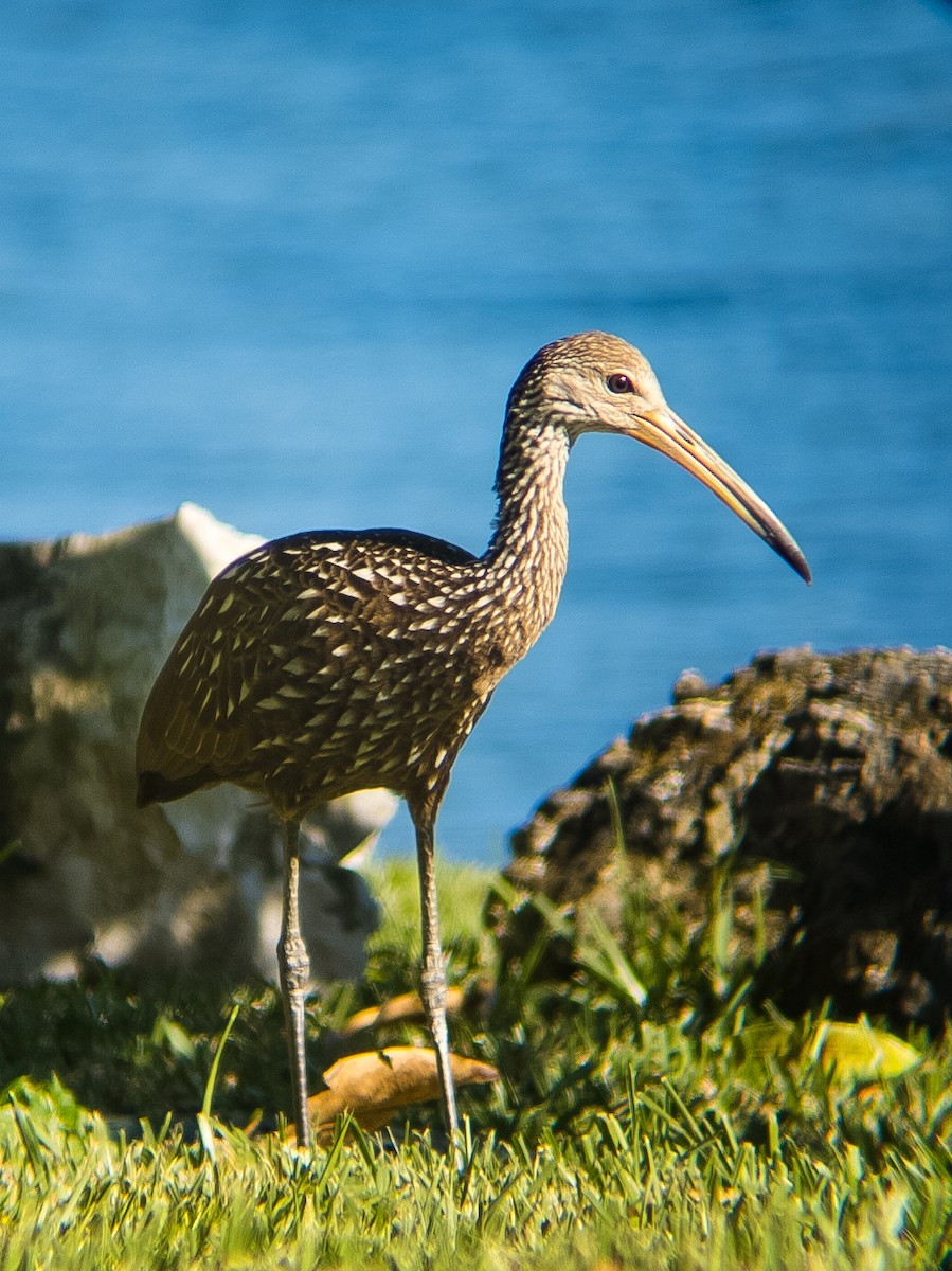 Limpkin - ML626584659