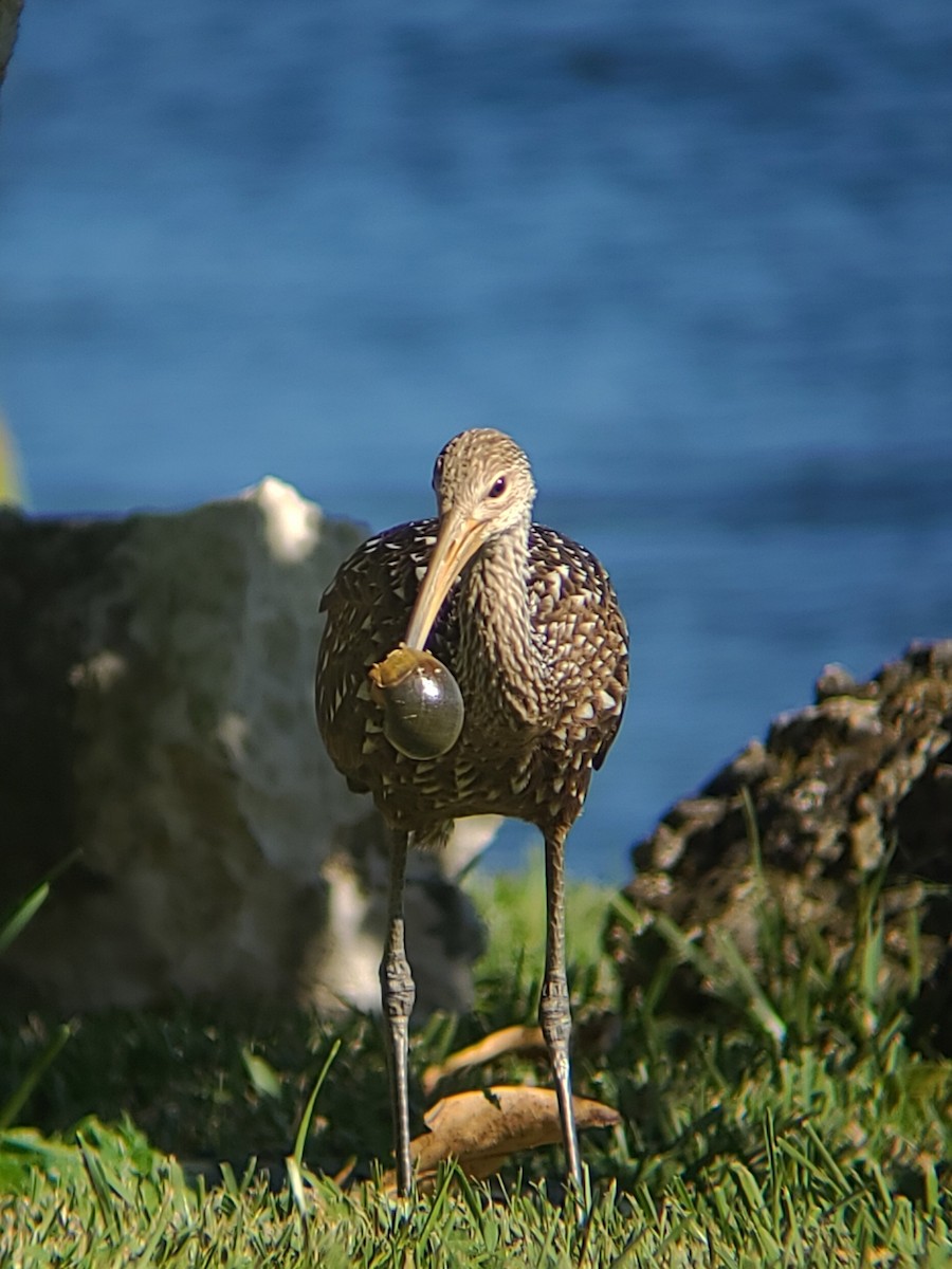 Limpkin - ML626584665