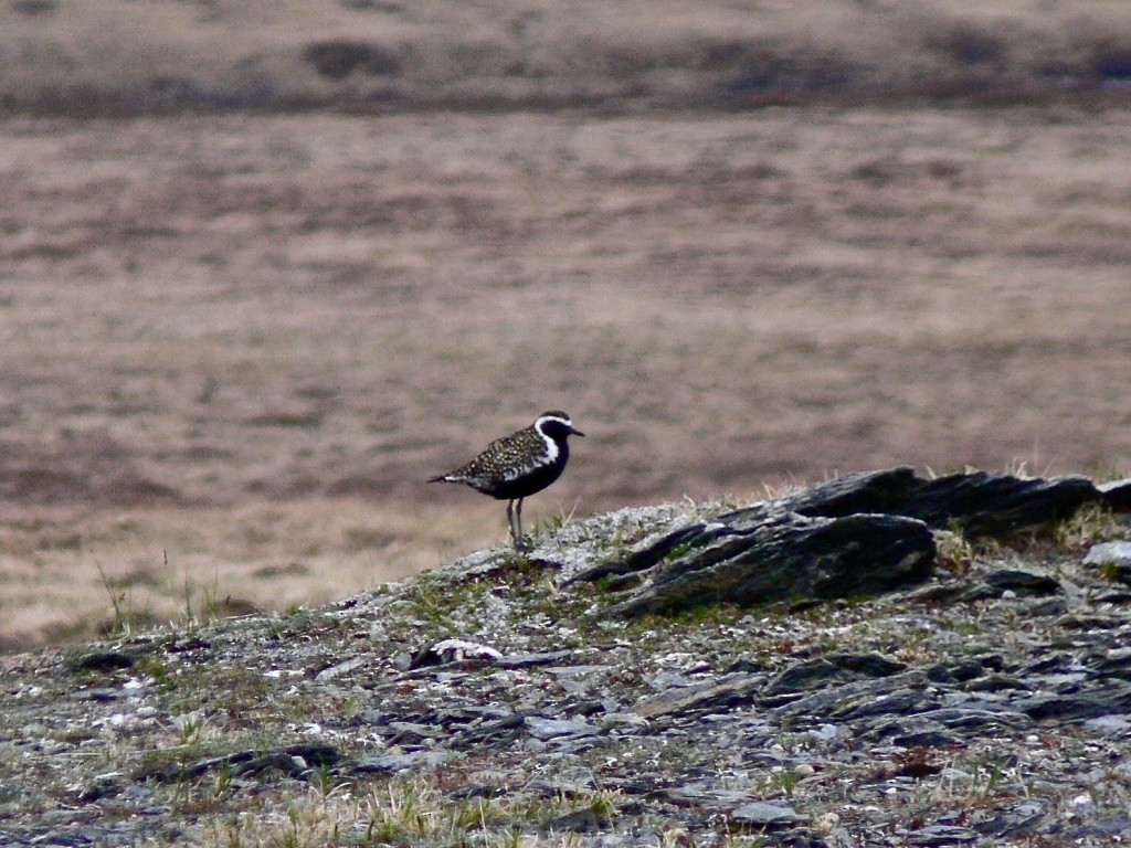 Pacific Golden-Plover - ML626584726