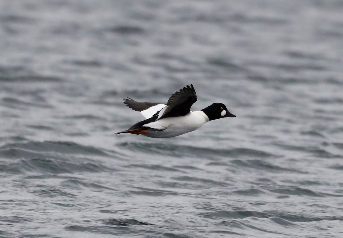 Common Goldeneye - ML626584776