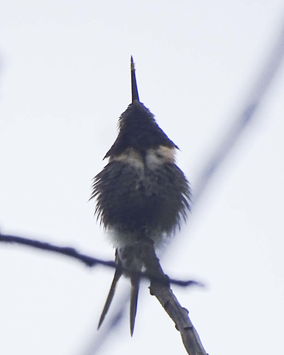 Colibri bourdon - ML626584843