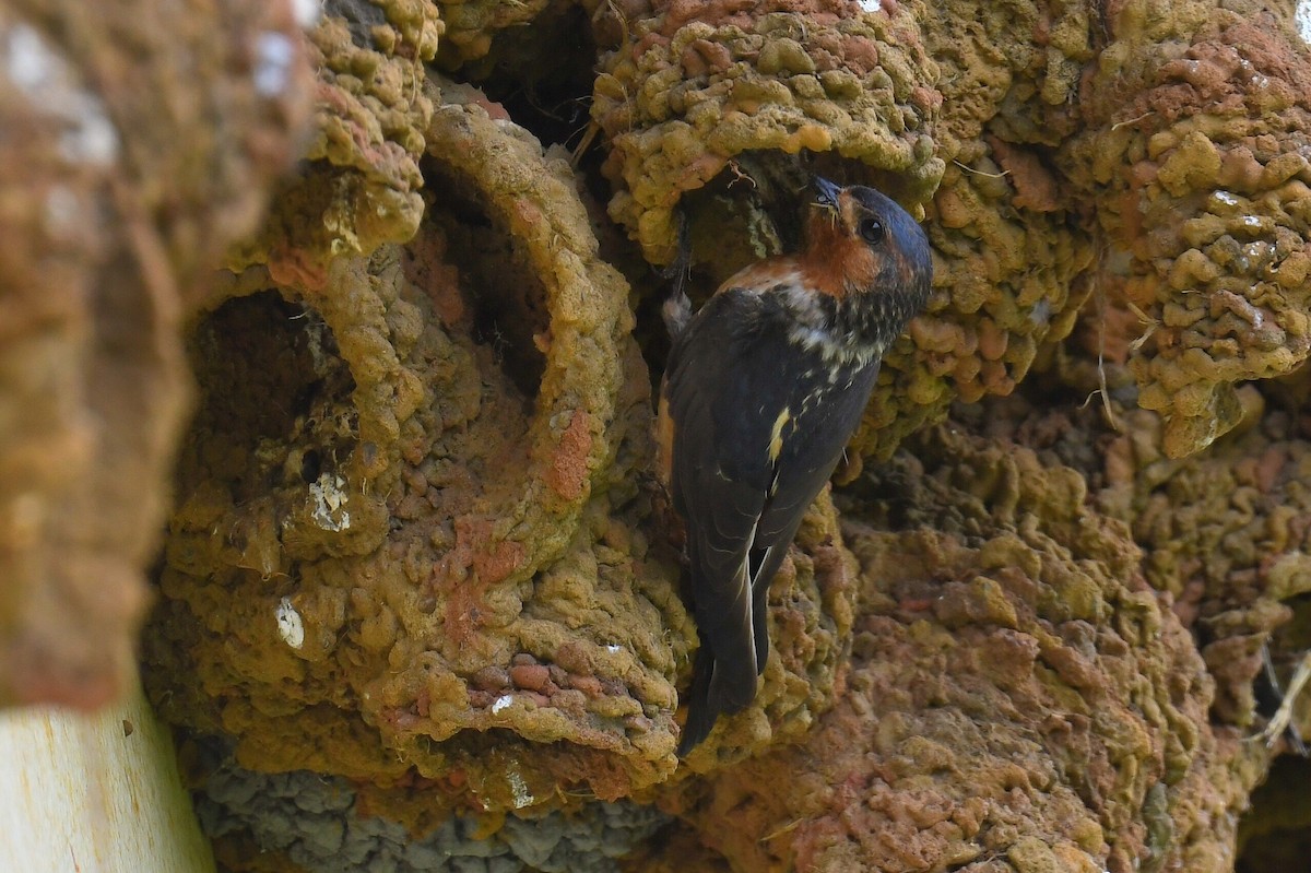 Red-throated Swallow - ML626584893