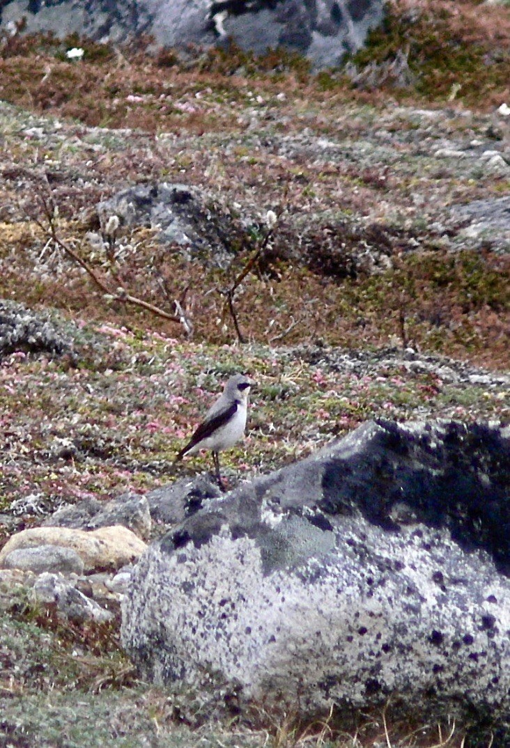 Northern Wheatear - ML626584923