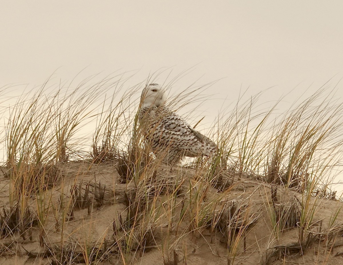 Snowy Owl - ML626584932