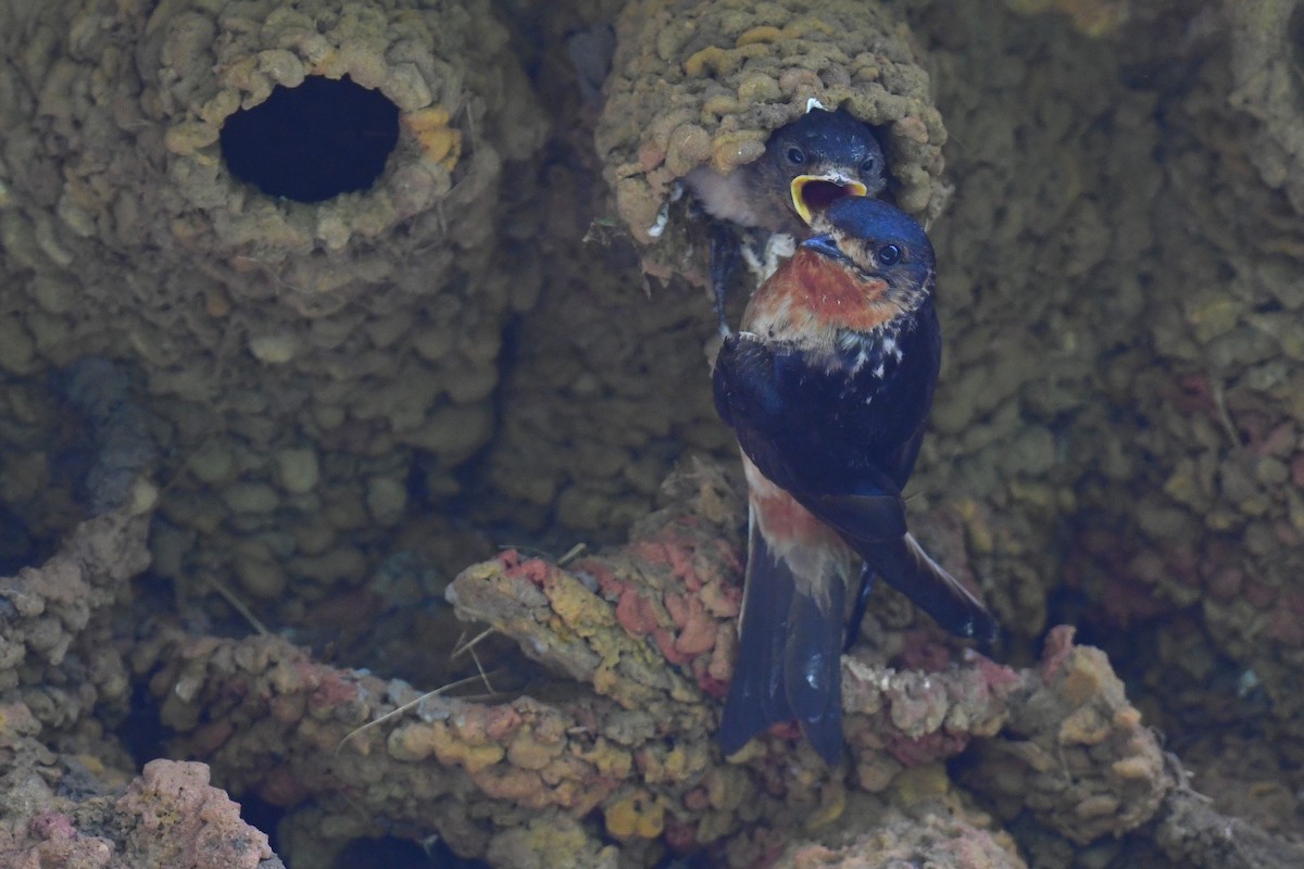 Red-throated Swallow - ML626584940