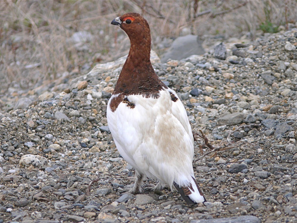 Willow Ptarmigan (Willow) - ML626585123