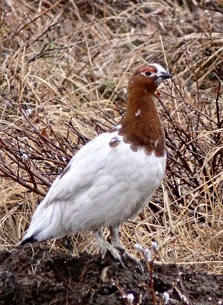 Willow Ptarmigan (Willow) - ML626585124