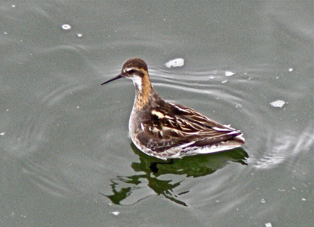 Red-necked Phalarope - ML626585148