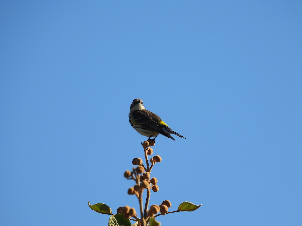 Yellow-rumped Warbler - ML626585173