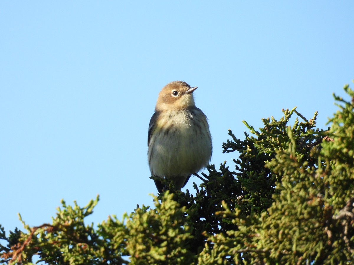 Yellow-rumped Warbler - ML626585174