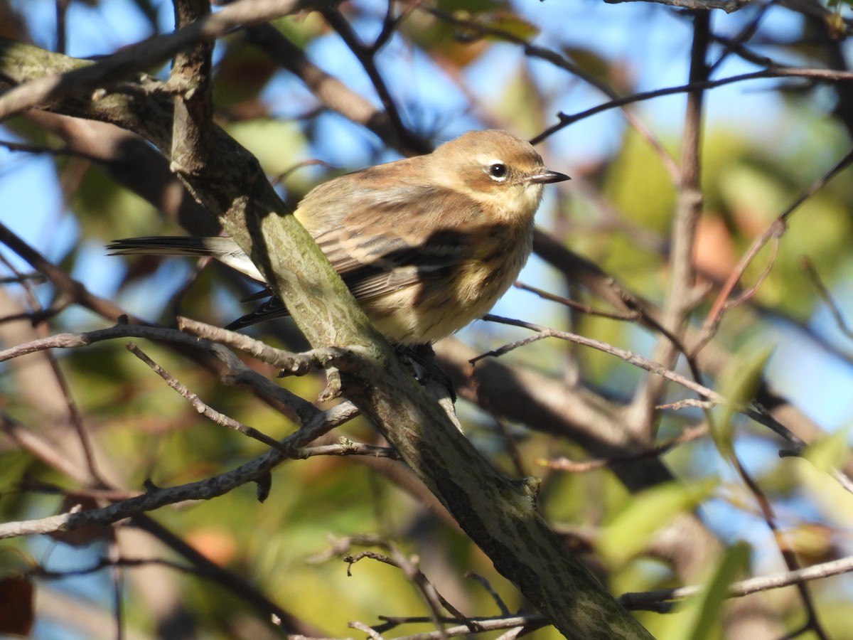 Yellow-rumped Warbler - ML626585175