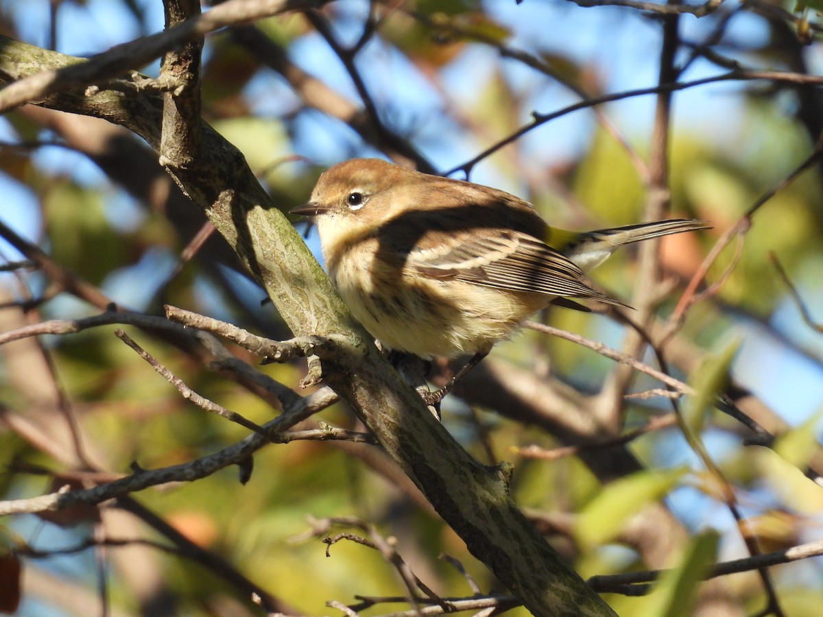 Yellow-rumped Warbler - ML626585176