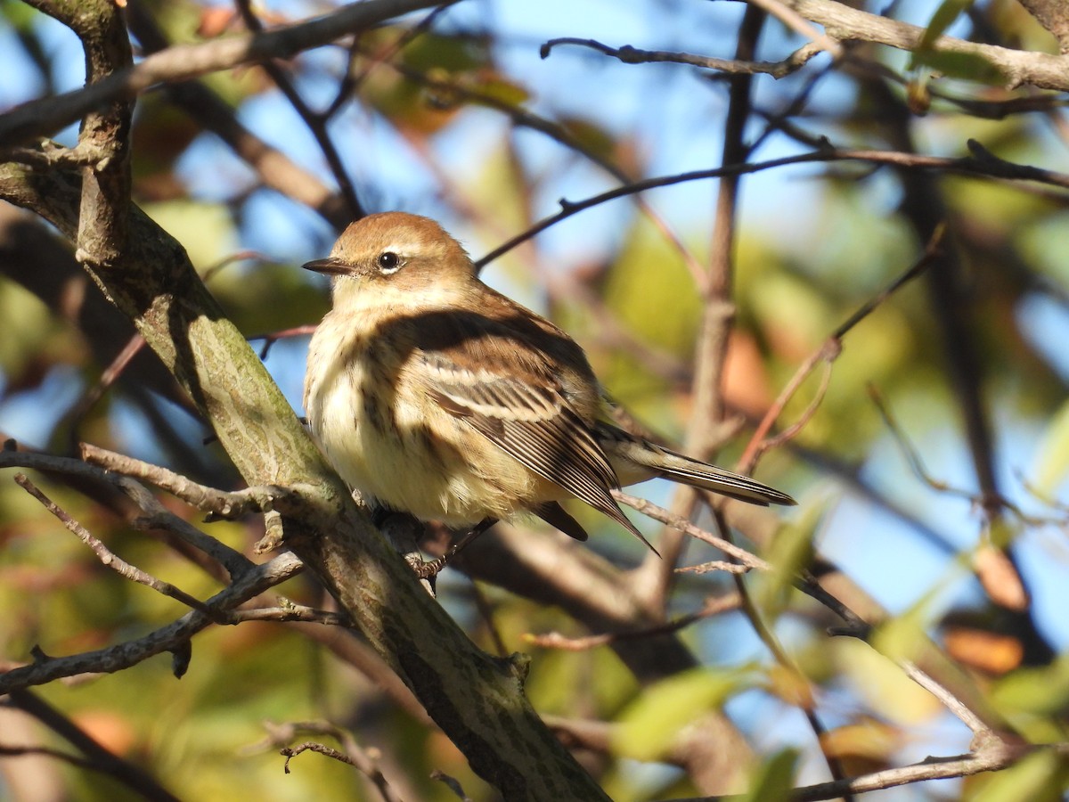 Yellow-rumped Warbler - ML626585177