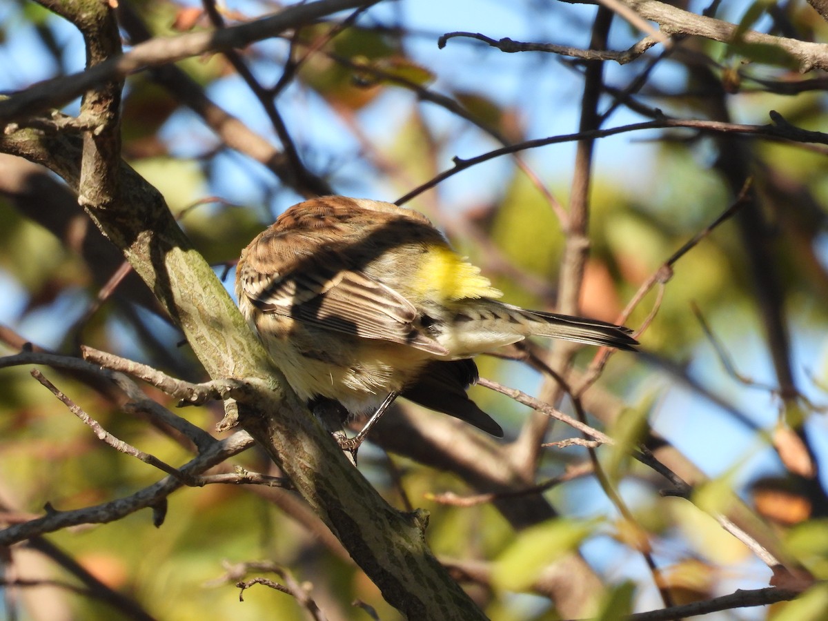 Yellow-rumped Warbler - ML626585178