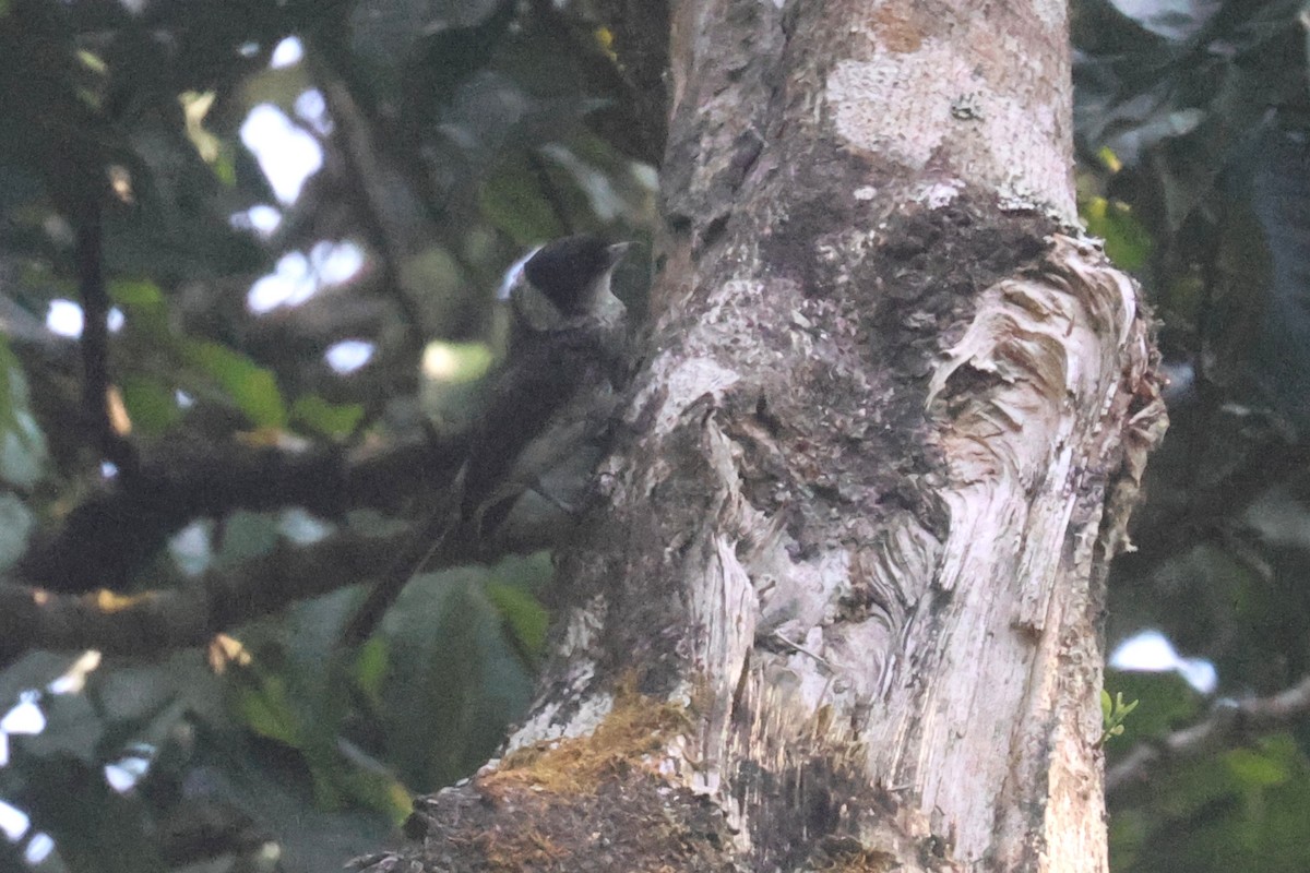 Pied Monarch - ML626585181