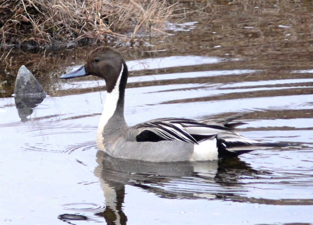 Northern Pintail - ML626585230