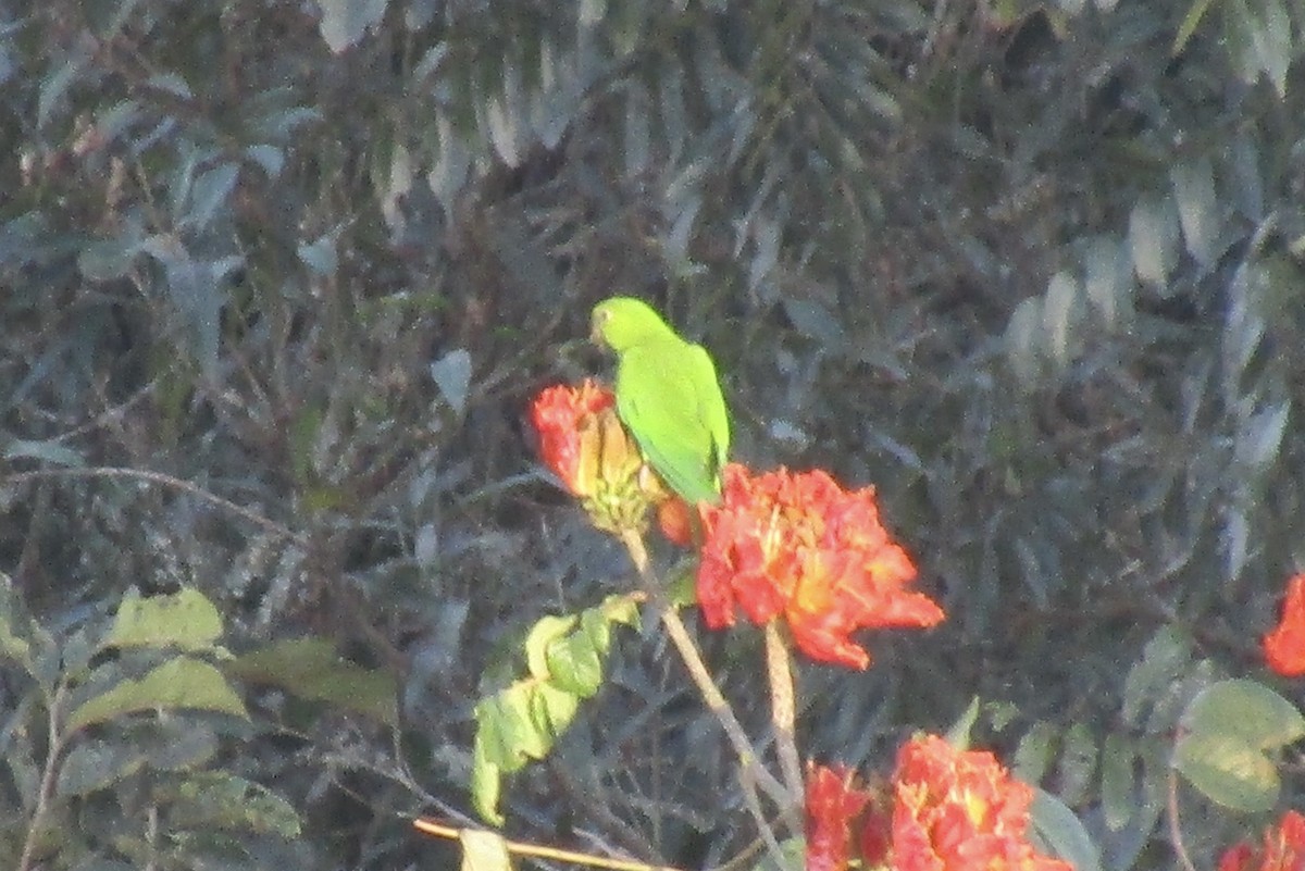 Pacific Parakeet - ML626585600