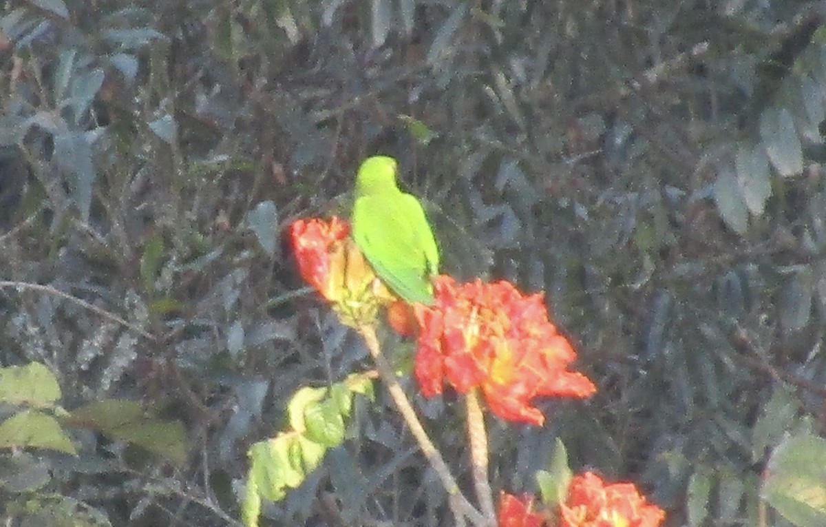 Pacific Parakeet - ML626585601